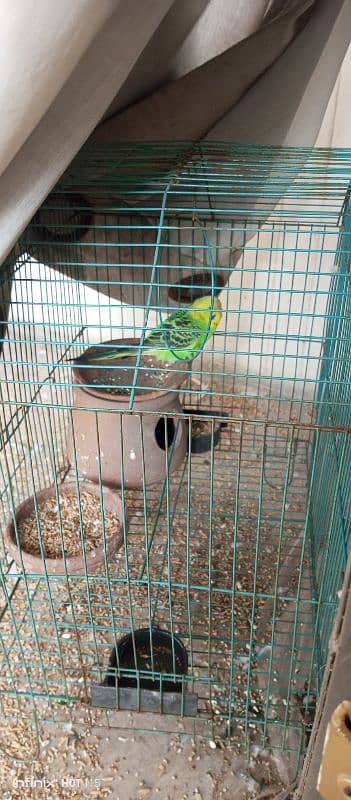 4 Australian parrot for sale 1