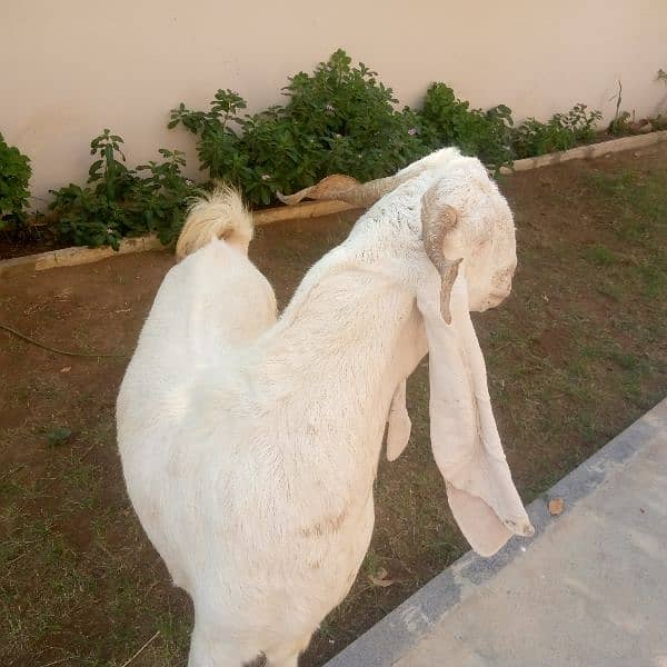 grey african goat 1 saal 1