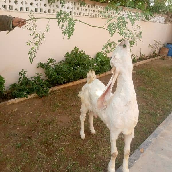 grey african goat 1 saal 3