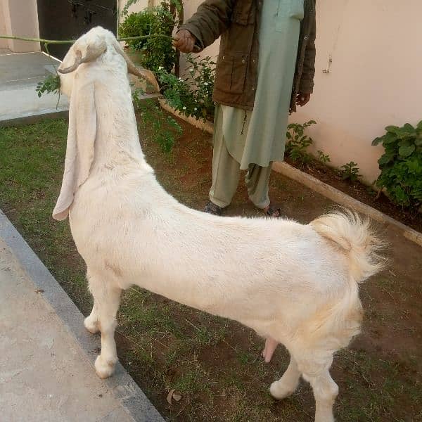 grey african goat 1 saal 4