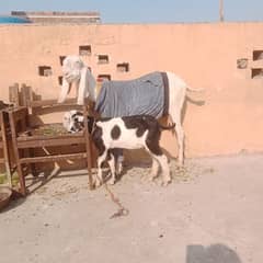 Rajanpuri bakri+ Male bacha