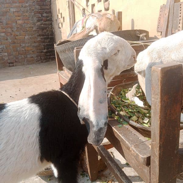 Rajanpuri bakri+ Male bacha 1