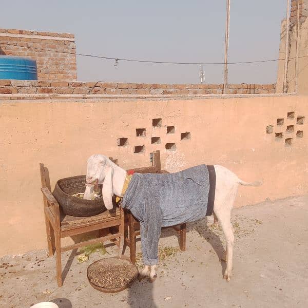 Rajanpuri bakri+ Male bacha 2