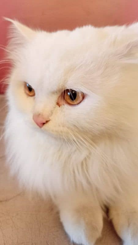 Persian cat 0