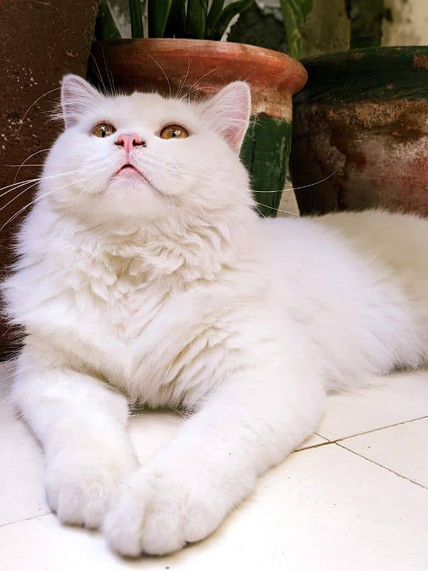 Persian cat 1