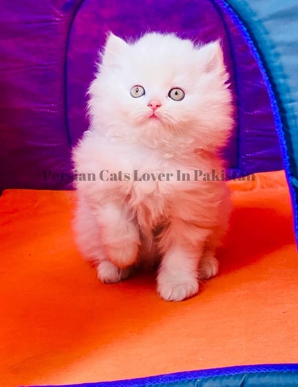 Top Quality Persian Furball Kitten 0