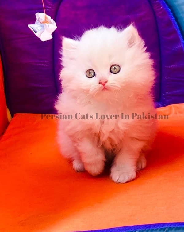 Top Quality Persian Furball Kitten 1