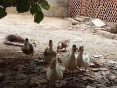 5 ducks for sale