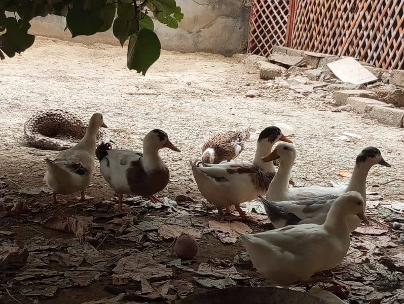 5 ducks for sale 1