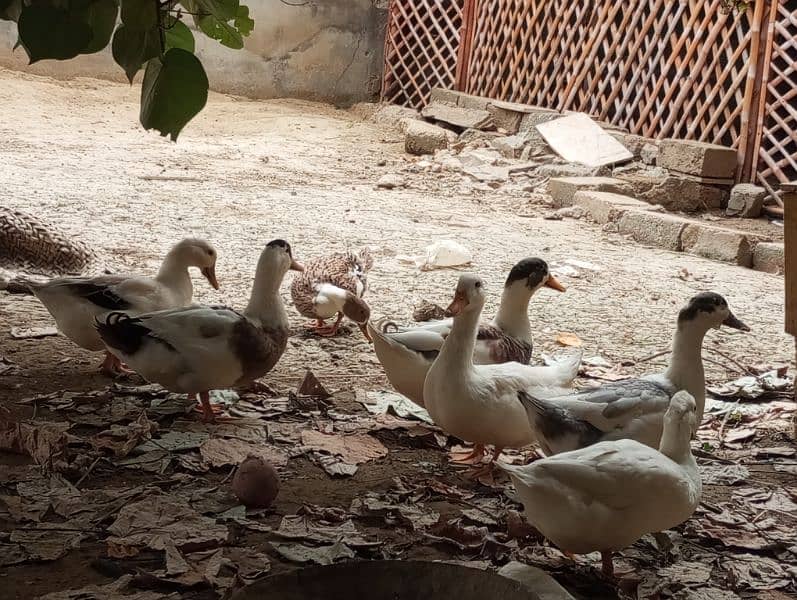 5 ducks for sale 2