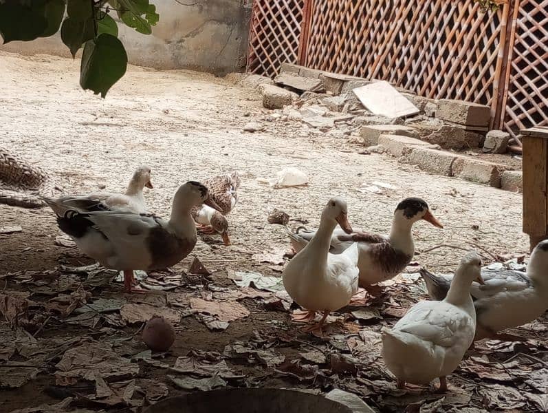 5 ducks for sale 3