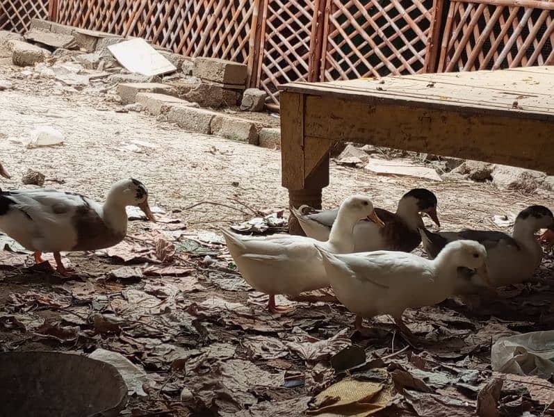 5 ducks for sale 5