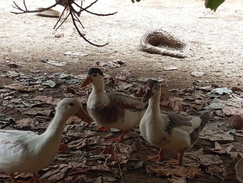 5 ducks for sale 7