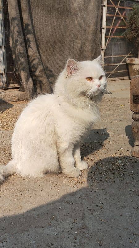 Persian Cat | Punch Face Male Cat For Sale 0