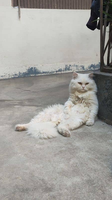 Persian Cat | Punch Face Male Cat For Sale 4