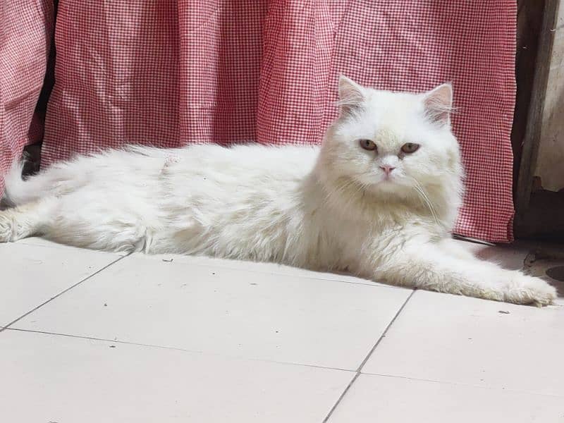 Persian Cat | Punch Face Male Cat For Sale 5