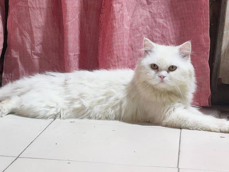 Persian Cat | Punch Face Male Cat For Sale 6