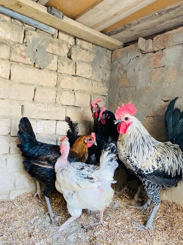 Golden Misri egg chicken for sale 0