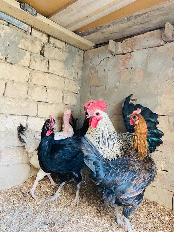 Golden Misri egg chicken for sale 1