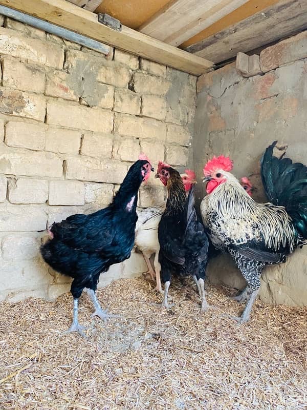 Golden Misri egg chicken for sale 2