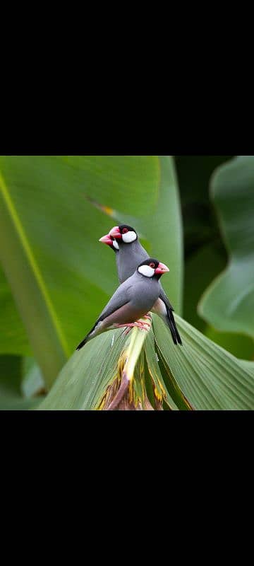 gray java available for sale breeder pairs 2500 pair 1