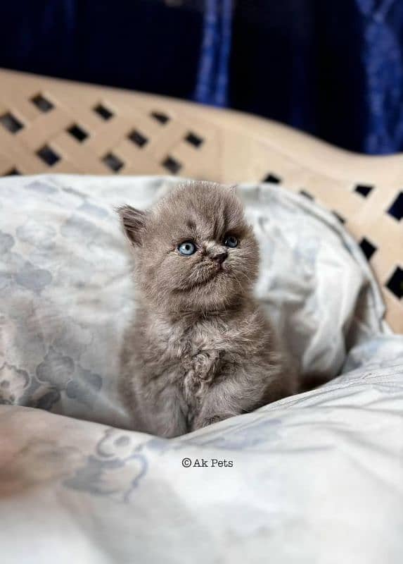 Persian kittens Available Whatsapp number 03251905001 0