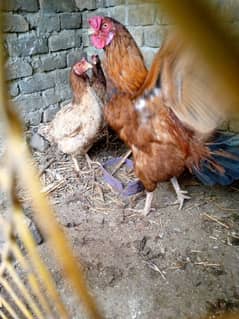 desi egg laying chicken