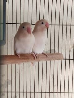 One pair Albino split with cage 1.5 by 1.5 and one box