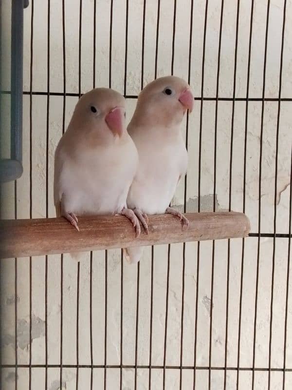 One pair Albino split with cage 1.5 by 1.5 and one box 0