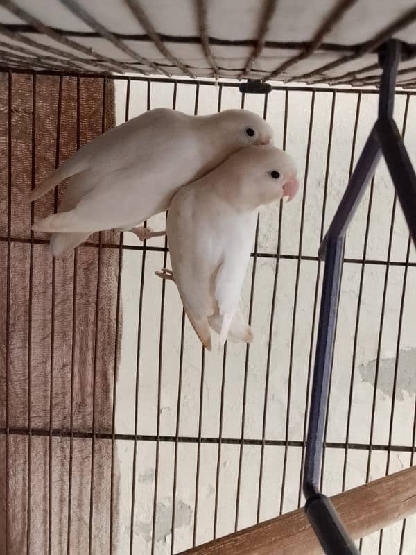 One pair Albino split with cage 1.5 by 1.5 and one box 1