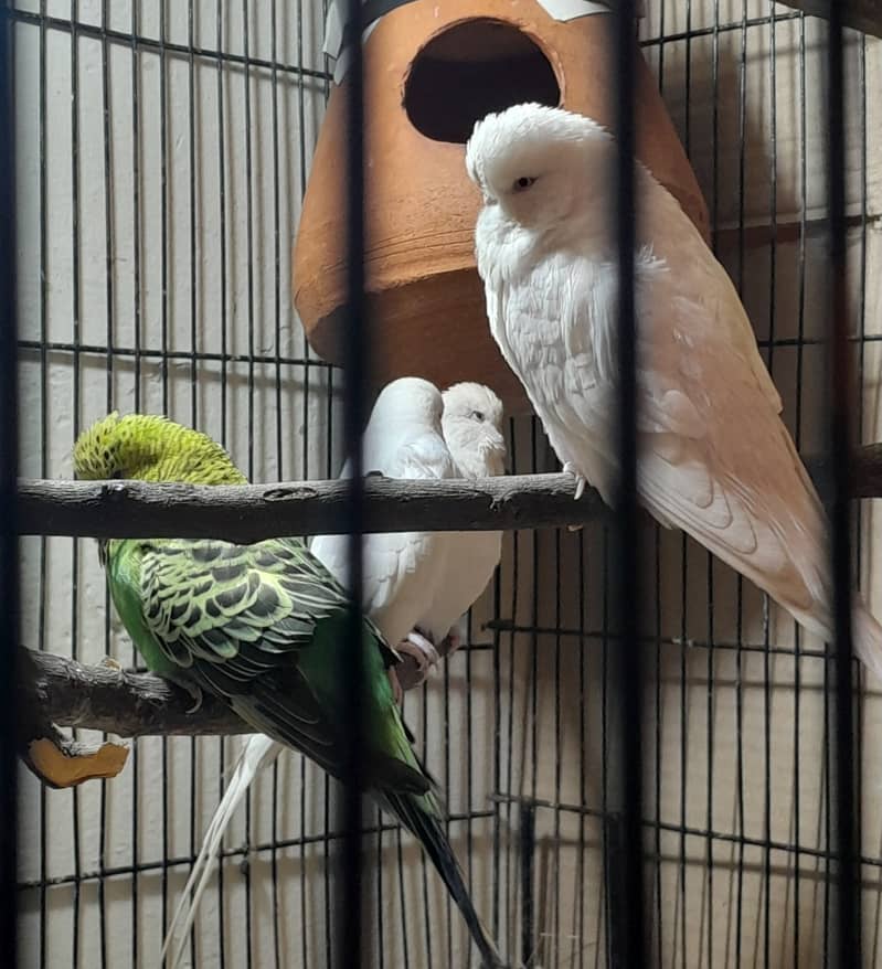 Lovebirds parrot pair 4