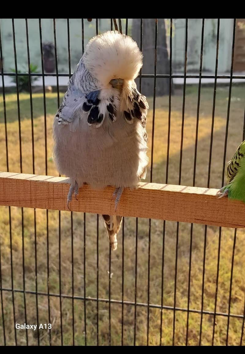 Lovebirds parrot pair 5