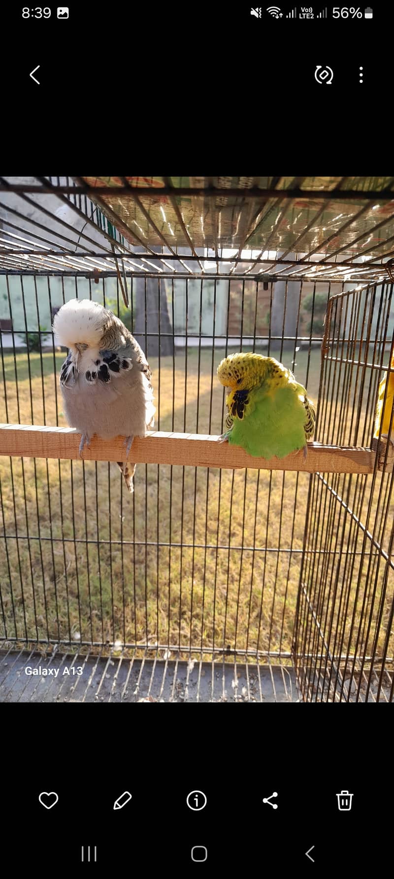 Lovebirds parrot pair 6