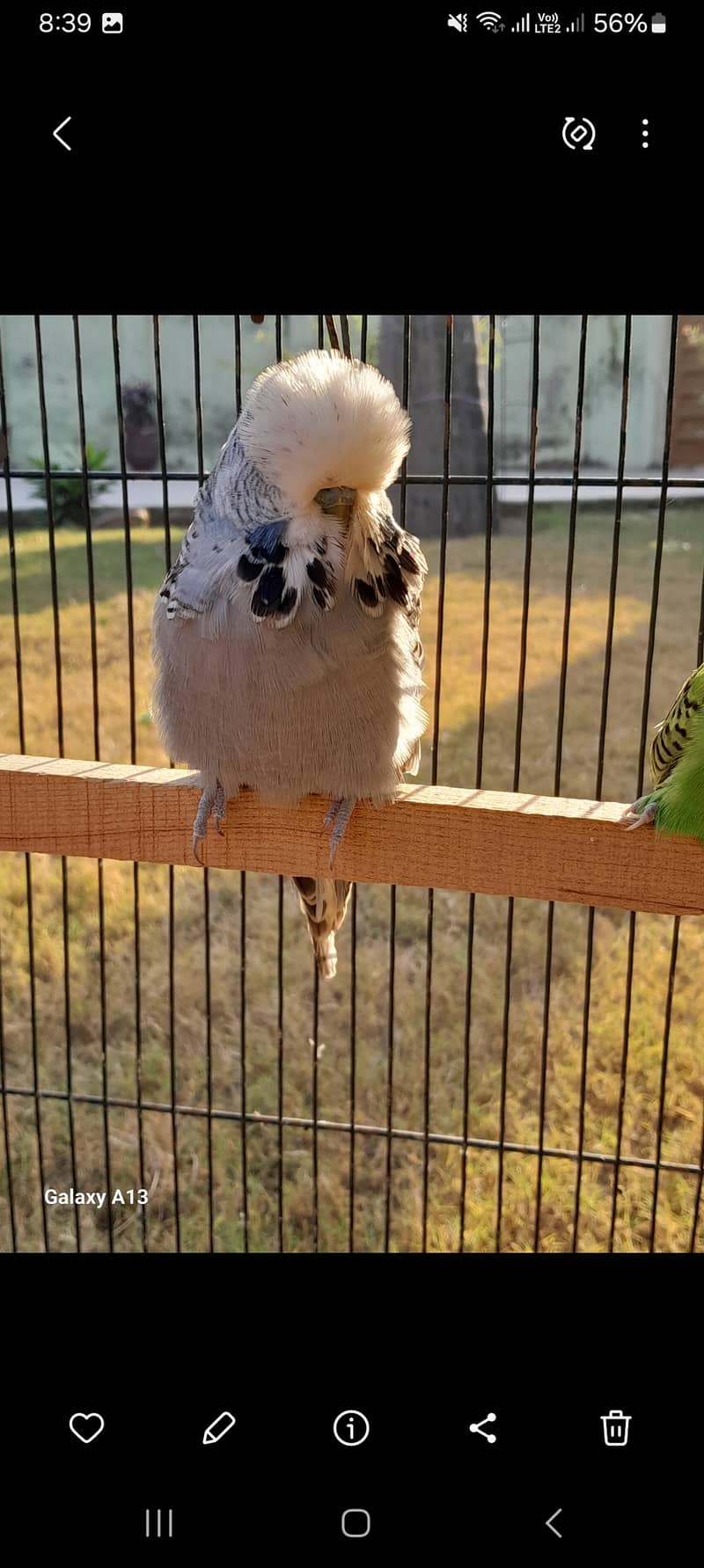 Lovebirds parrot pair 7