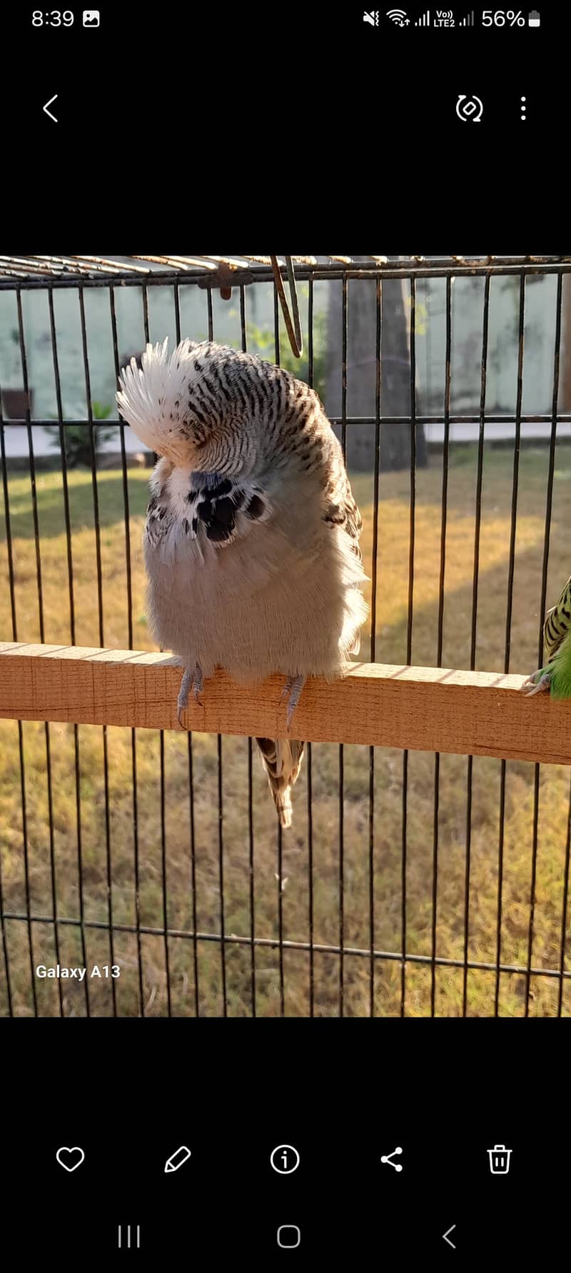 Lovebirds parrot pair 8