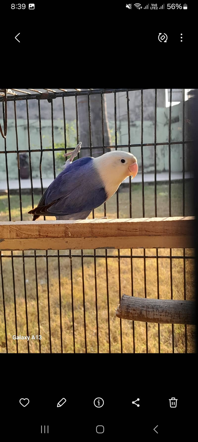 Lovebirds parrot pair 9