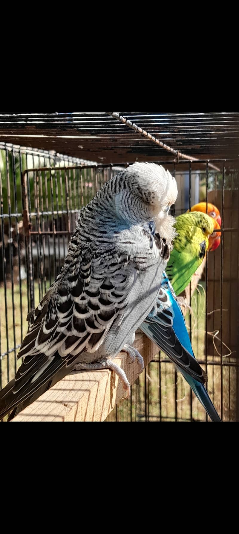 Lovebirds parrot pair 11