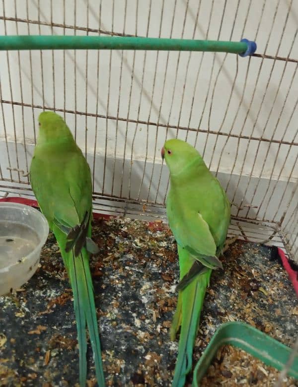 Green Ringneck Parrots (0303/2664877) 0