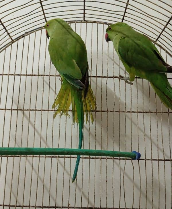 Green Ringneck Parrots (0303/2664877) 1