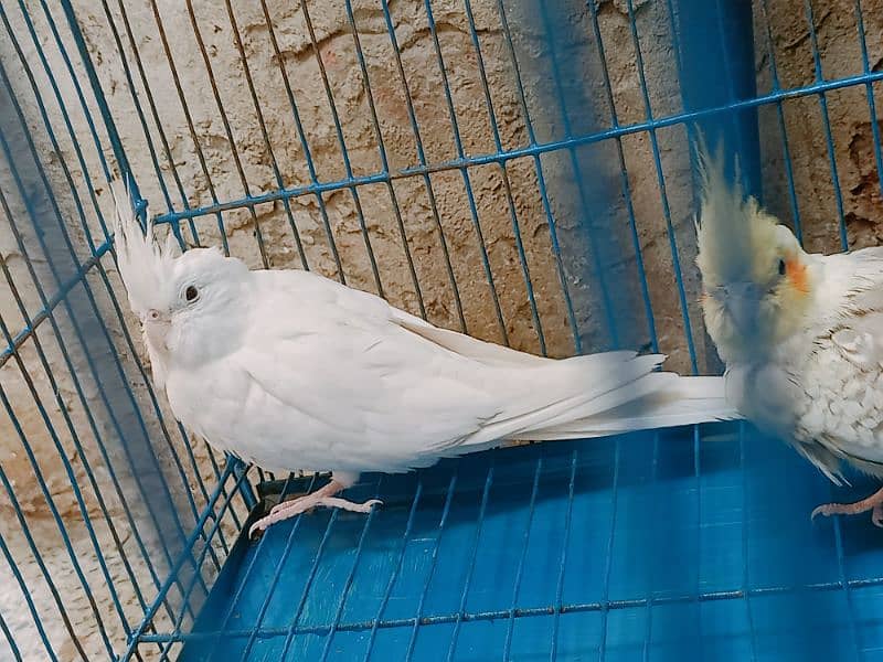 enno white cocktail breeder pair 6