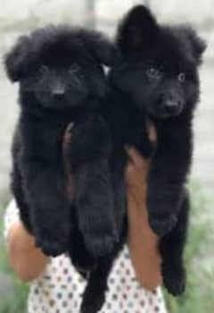 black German shepherd puppy full long coat puppy