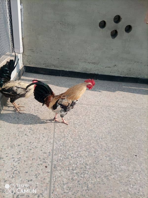 2 desi murga for sale healthy and active 1