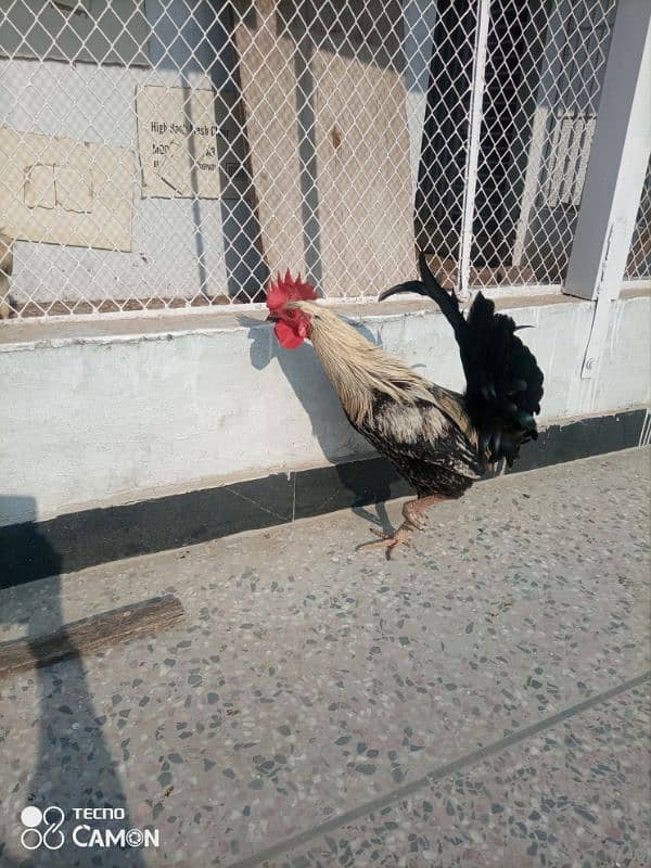 2 desi murga for sale healthy and active 8