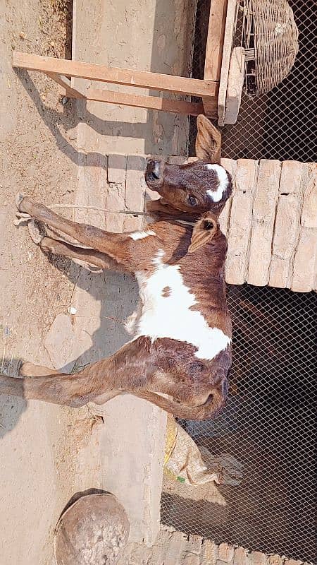 tazi sowe cow for sale 0