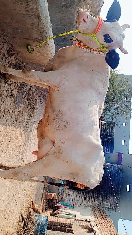 tazi sowe cow for sale 2