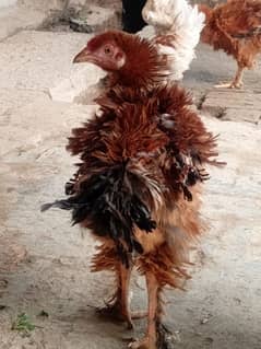 Aseel frill hen's for sale