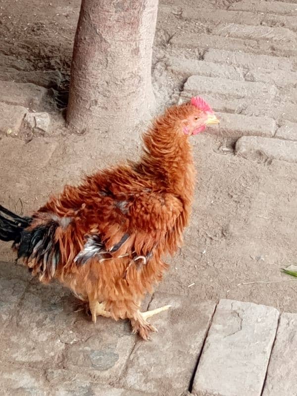 Aseel frill hen's for sale 1