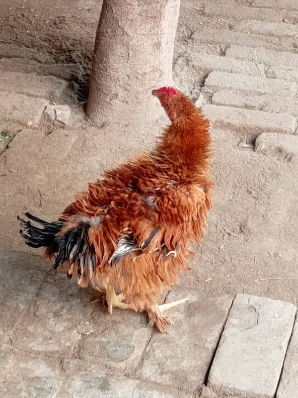 Aseel frill hen's for sale 2