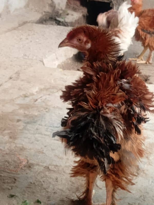 Aseel frill hen's for sale 3