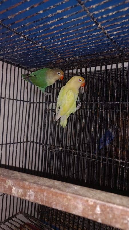 love birds 0